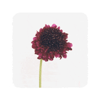 Christmas Pink Sticker by Roosik & Co