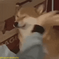 Angry Naughty Dog GIF