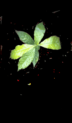 ForgottenForest coffee cafe coffee plant coffee leaf GIF