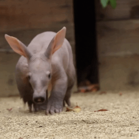 Happy San Diego GIF by San Diego Zoo Wildlife Alliance