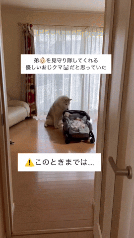 cuteanimalland giphyupload GIF