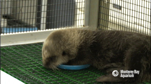 sea otter GIF by Monterey Bay Aquarium