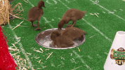 GIF by Puppy Bowl