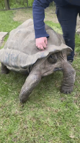 Tortoise Enjoys a 'Good Shell Scratch' 