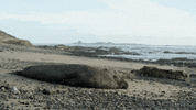 Elephant Seal Sleeping GIF by Monterey Bay Aquarium