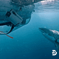 Explore Belly Of The Beast GIF by Shark Week