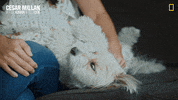 Nat Geo Dog GIF by National Geographic Channel