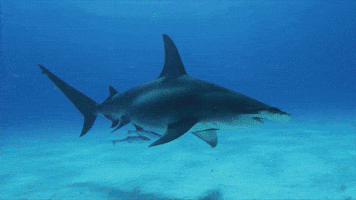 That Is One Funky Looking Shark