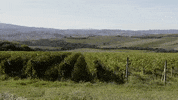 Coldorcia GIF by OENOFOROS
