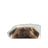 FrankieDoesNY no nope pug unimpressed Sticker