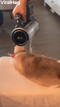 Kitty Relaxes as Her Human Vacuums Her Hair