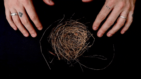 Nesting-instinct GIFs - Get the best GIF on GIPHY