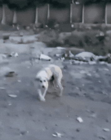 Dog Crash GIF