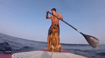 Surf's Up: Dog and Owner Catch Some Waves
