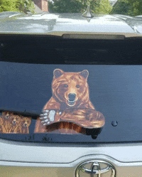 Bear GIF by WiperTags Wiper Covers