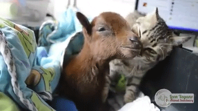 Cat Licking GIF by Random Goat