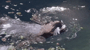 Music Video Swimming GIF