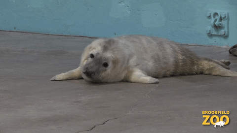 Tired What Should I Do GIF by Brookfield Zoo