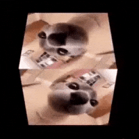 Siamese Cat GIF