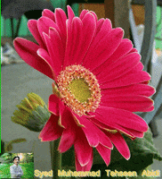 flower GIF