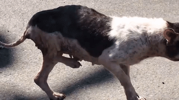 Dog Rescued From Meat Truck in China Now Recovering in California