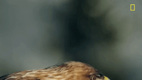 nat geo bird GIF by National Geographic Channel