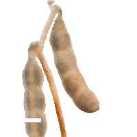 Soja Sticker by Corteva Brasil