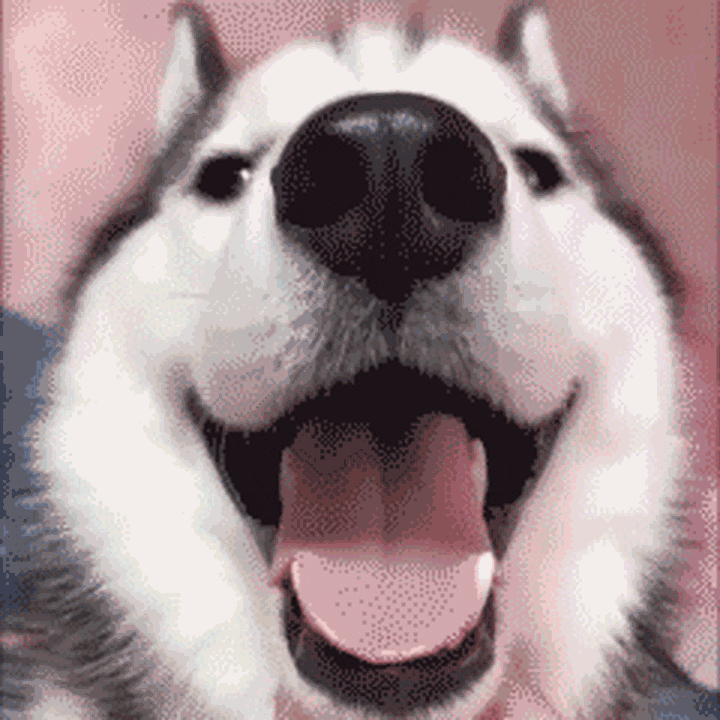 Happy Dog GIF by Tikivideo