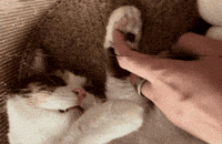 Cat GIF by Furrend