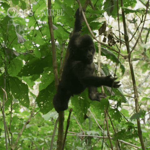 Baby Gorilla GIF by Nature on PBS