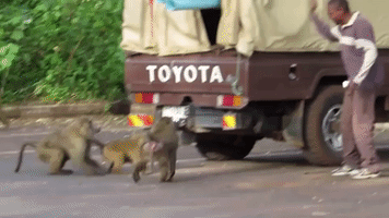 Cheeky Baboon Steals Supplies From Truck in Tanzania