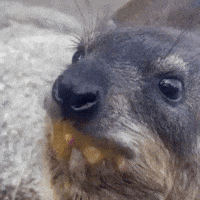 Hungry Snack GIF