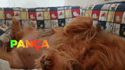 #panceps #yorksfamily GIF