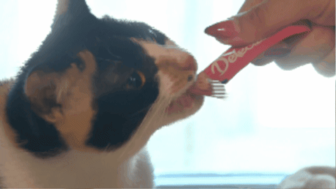 spencernews giphygifmaker GIF