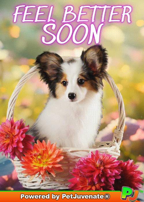 Get Well Soon GIF by PetJuvenate - PJ