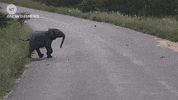 fun elephant GIF by NowThis 