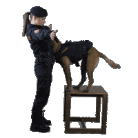Dog Kiss Sticker by Policie České republiky