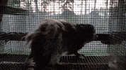 oikeuttaelaimille fox finland fur suomi GIF