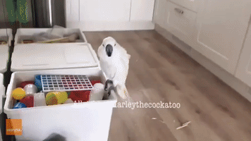 Chaos in the Kitchen as Cockatoo Spots a Stranger in the House