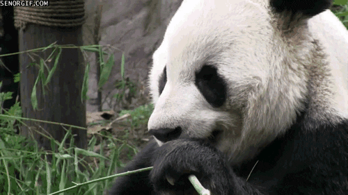 Bamboo Pandas GIF