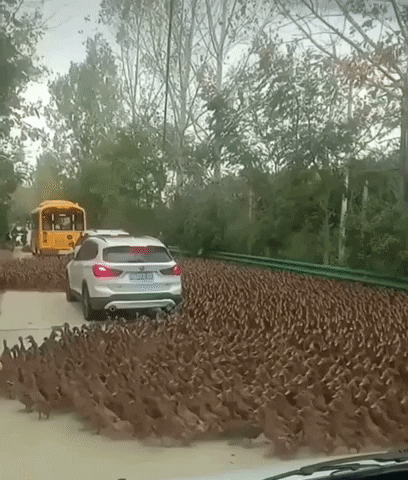 cuteanimalland giphyupload GIF