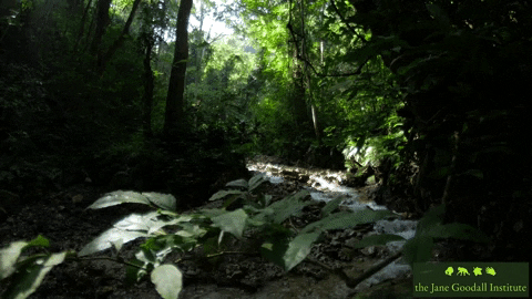 JaneGoodallInst giphyupload beauty nature forest GIF