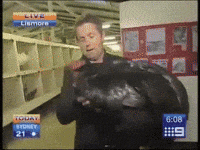 chicken watching GIF