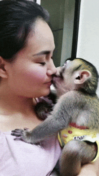 Monkey Kiss GIF by systaime