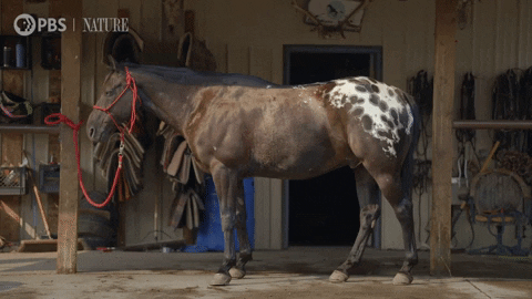 Pbs Nature Horse GIF by Nature on PBS