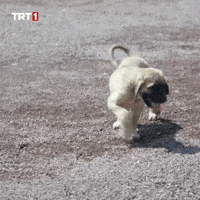 Shocked Give Up GIF by TRT