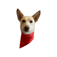 Spark Sato Sticker by Geekster Pets