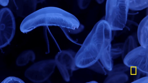one strange rock GIF by National Geographic Channel