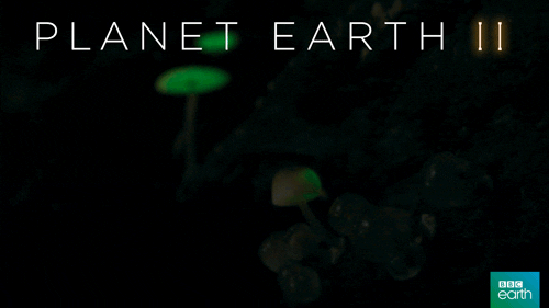glow planet earth 2 GIF by BBC Earth