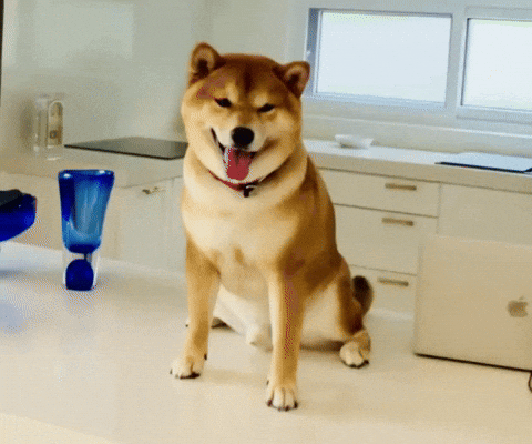 giphy.gif